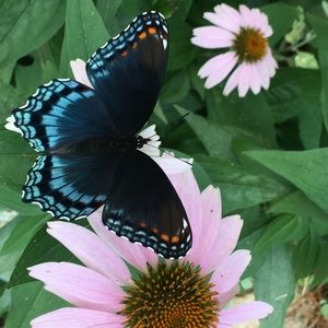 Meet your Posher, Angie